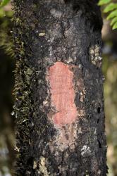 Image: K.A. Ford © Landcare Research 2015 